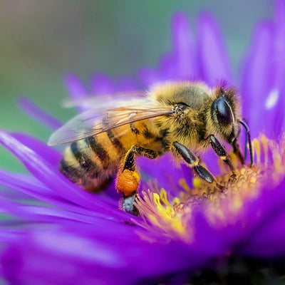 Bee Venom